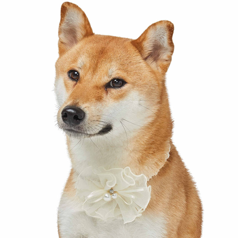 Blueberry Pet Dog of Honor Wedding Collar, Medium, Elastic Breakaway Quick Release Dog Cat Collar with Flower Medium: 19.8" Neck * 3/8" Wide - PawsPlanet Australia