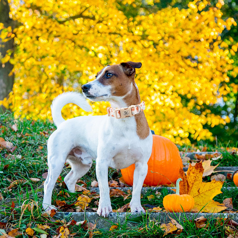 Elegant little tail Dog Collar with Leash, Pumpkin Print Pet Collar Leash Adjustable Collar for Small Medium Large Dogs Soft Puppy Collars with Quick Release Buckle Girl Boy Dog Collars Medium (Pack of 1) - PawsPlanet Australia