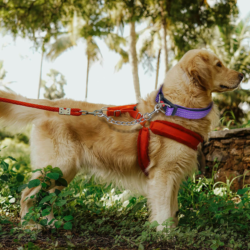 Dog Collar Backup Strap,Harness to Collar Safety Clip, Metal Stainless Steel Chain Leash Safety Strap, Escape Proof Safety Attachment for Dog, safeties, Backup, Connector. (10 Inches) 10 Inches