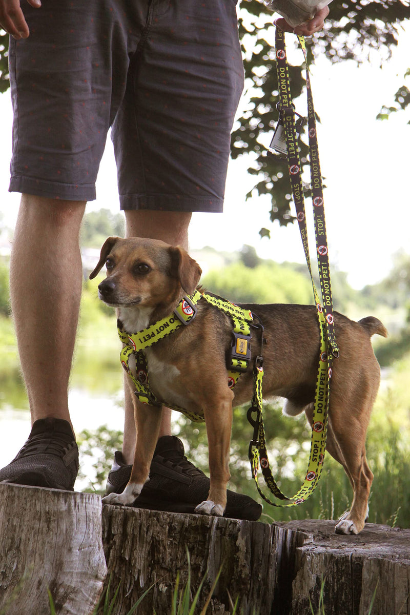 Dingo DO NOT PET Material Leash Adjustable Safe Control Caring for Special Dog Needs Black/Yellow Size L 15364 YELLOW - PawsPlanet Australia