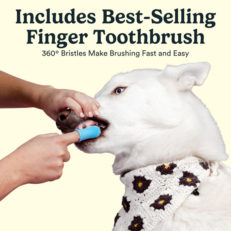 Jasper Dog Tooth Brushing Kit and Dog Toothpaste Kit 360 Dog Toothbrush Enzymatic Plaque Remover Imporves Bad Breath Natural Pet Toothpaste Dog Toothbrush and Toothpaste 2 oz Chicken Flavor Chicken Kit