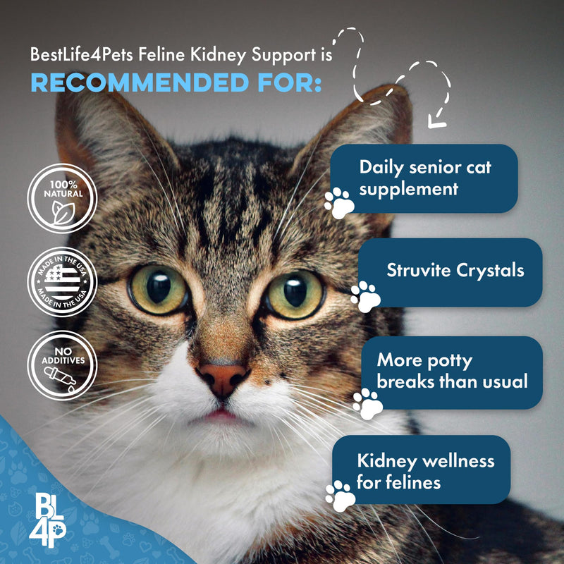 Cat UTI Remedy & Kidney Support for Cats, Natural Urinary Tract Infection and Cat Bladder Crystals Treatment Helps Flush Out Kidney Stones, Clears Infection, & Improves Kidneys Health, 400 Tiny Pills 1-Pack