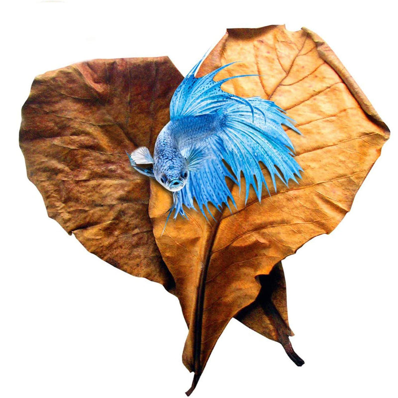 SunGrow Betta Leaves, Beneficial Indian Almond Leaves for Overall Development Large (8 inch, 10 pack)