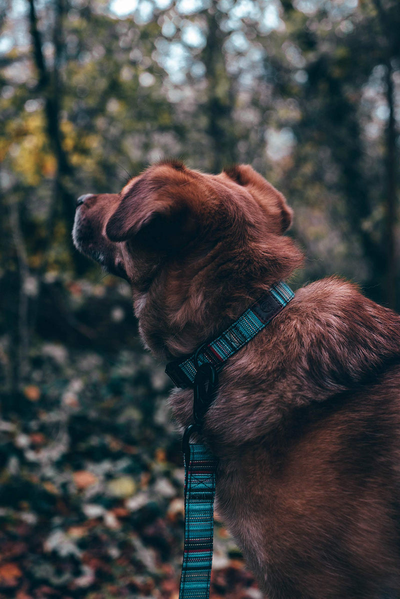 Embark Adventure Dog Leashes - Colorful, Strong, and Sturdy Dog Leash for Small, Medium, and Large Breed Dogs (Boho, 5 Ft) Boho - PawsPlanet Australia