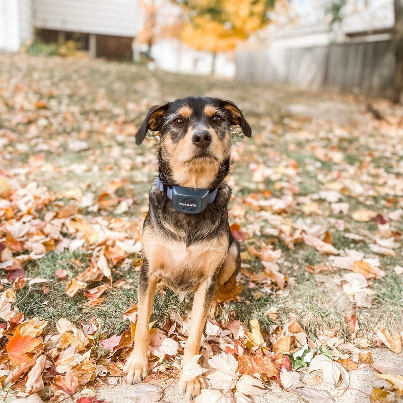 PetSafe Audible Bark Collar - Discourages Excessive Barking - SoundBurst Technology - Waterproof Design - Rechargeable Battery - Fits Dogs Over 8 lbs - Indoor & Outdoor Use