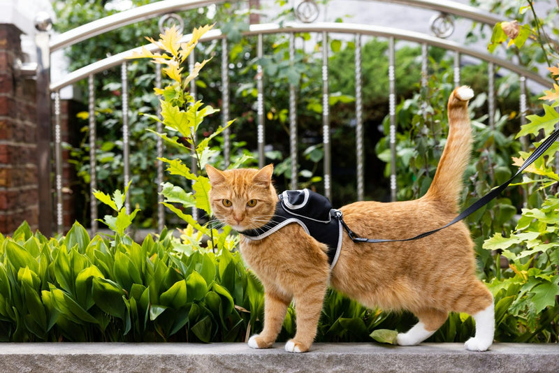 Travel Cat & Stray Cat Harness and Leash Set - Adjustable Velcro Mesh Cat Harness and Strong Nylon Leash Kit - Comfort Escape Proof Harness for Cats, Kitten for Outdoor Walking (Large: 13-16 in) LARGE: 13-16 IN - PawsPlanet Australia