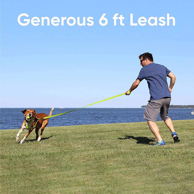 Pawtitas 6 FT Solid Color Leash for Puppy Leash Dog Leash Comfortable Handle Dog Training Leash 6 ft Dog Leash Extra Small Dog Leash/Small Dog Leash Black Dog Leash X-Small/Small (Pack of 1) Black ✅ Solid - PawsPlanet Australia