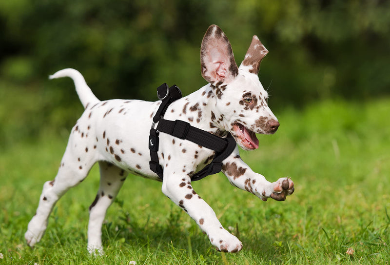Kruz No Pull Dog Harness (Chest 21”-30”, Weight 22-53 lbs) Heavy-Duty Pet Harness for Medium Breeds, Ultra-Comfort Fit, Lifetime Durability, Adjustable Dog Harness No Pull Design (Red, Medium) Red - PawsPlanet Australia