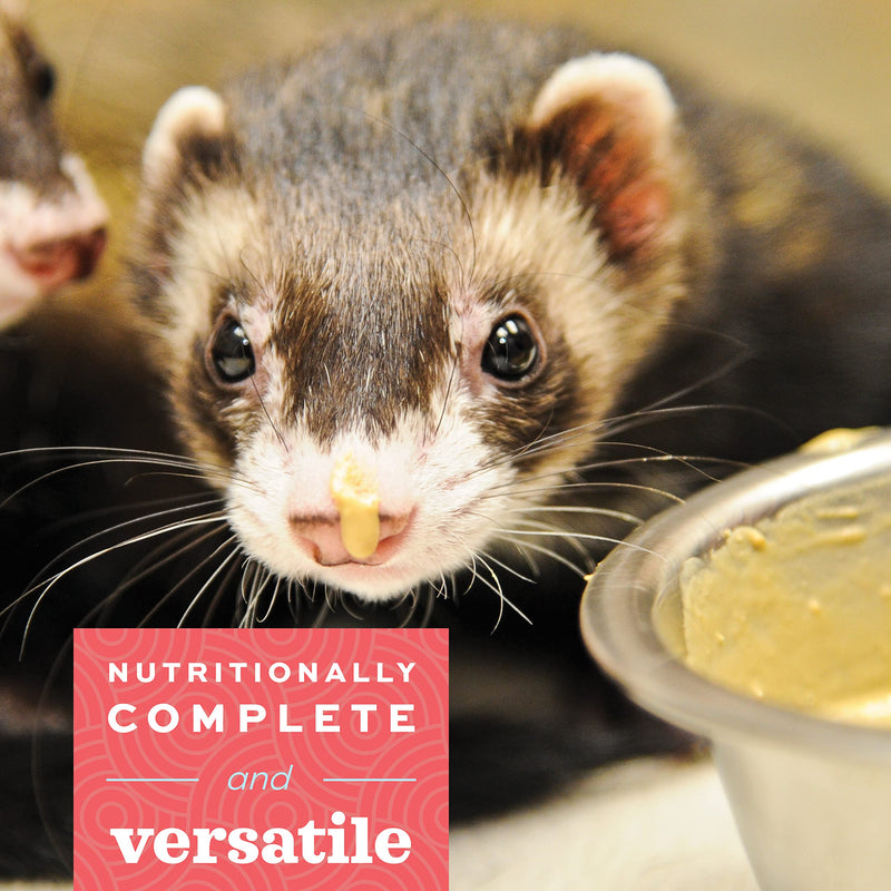 Oxbow Critical Care Carnivore - Nutritionally Complete Feeding Assist Formula for Small Animals & Pets (70g) 2.47 Ounce (Pack of 1) - PawsPlanet Australia
