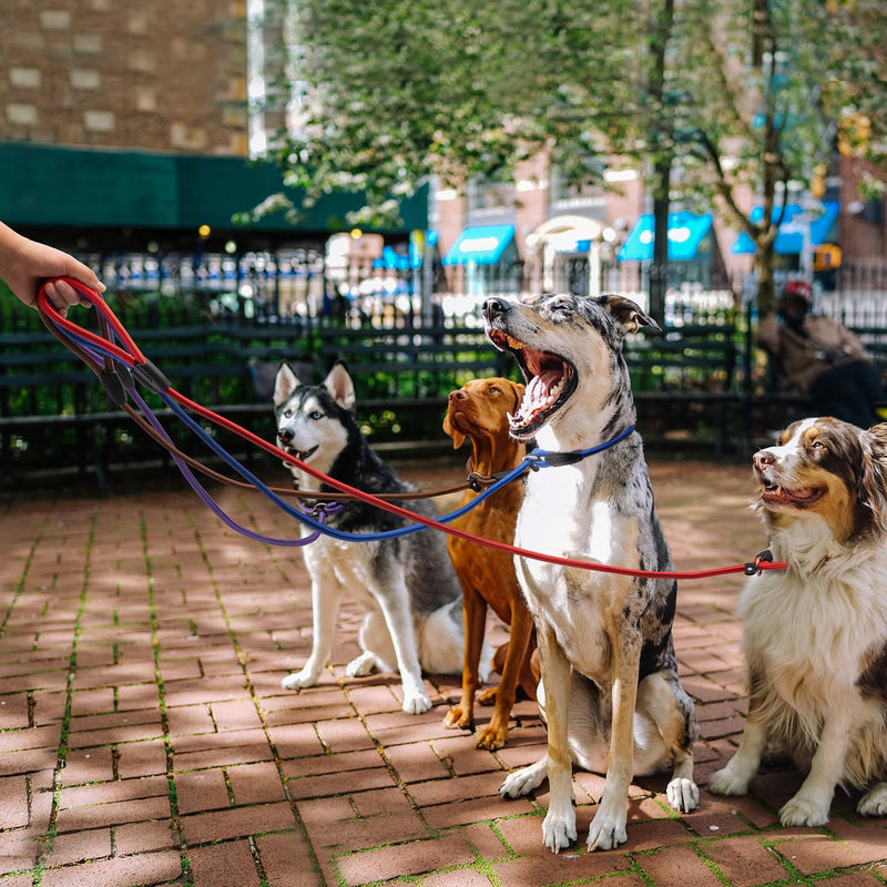 5pcs Slip Lead Dog Leash,Strong Nylon Rope Leash,Training Leash for Large Medium and Small Dogs - PawsPlanet Australia