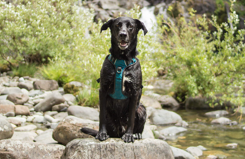 Embark Adventure Dog Harness, Easy On and Off with Front and Back Leash Attachments & Control Handle - No Pull Training, Size Adjustable and Non Choke Large Teal Blue - PawsPlanet Australia