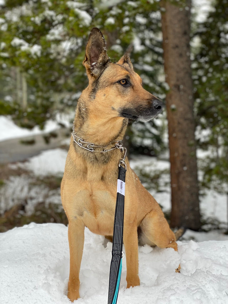 Anti Pull Dog Leash - Heavy Duty, 6ft, Sturdy Bungee, 4 Padded Handles, Strong Carabiner Clips and Rings, Highly Reflective, Poop Bag Holder + Treat Pouch, Large Breeds by Leashrr 2.0 (Royal Blue) Royal Blue - PawsPlanet Australia