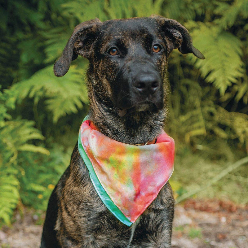 White Bandanas (Pack of 12) - PawsPlanet Australia