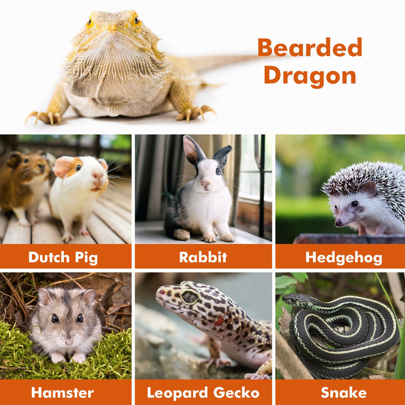 LIKZINWA Bearded Dragon Lizard Leash Harness,4 Size Pack Adjustable Small Animal Harness for Reptile and Small pet (Brown) Brown - PawsPlanet Australia