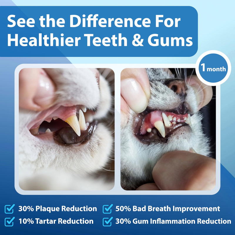 Cat Dental Care Powder Bad Breath Treatment for Cats Teeth, Mouth, Gums & Gut, Plaque Off,Tartar Control, Help Feline Gingivitis and Stomatitis, with Natural Extracts & Probiotics Cat Dental Powder - PawsPlanet Australia