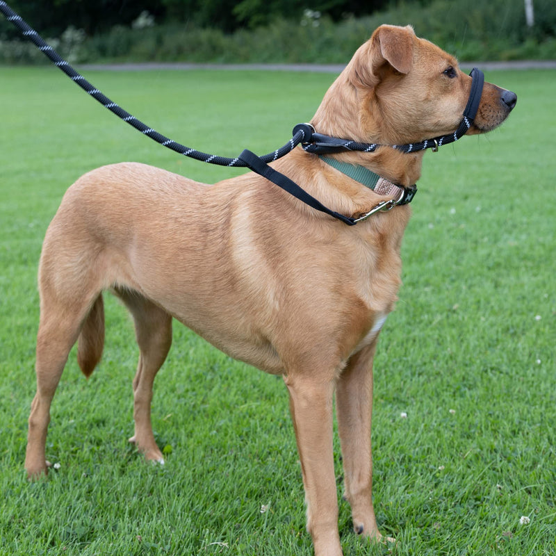 Total Pet Figure of 8 Dog Lead - Anti Pull Stop Dogs Pulling - Rope Slip Leads with Padded Nose Support (Black, Medium/Large) Black