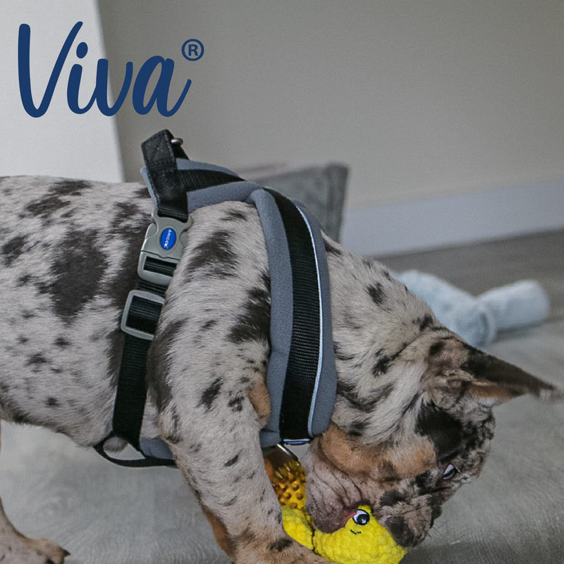 Ancol Viva Padded Harness Black XL 70-98cm - PawsPlanet Australia