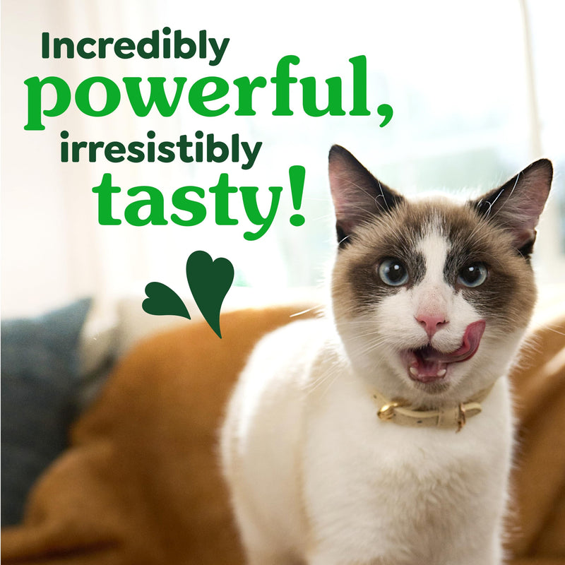 Greenies Cat Treats, Feline Veterinarian-Recommended Adult Natural Dental Treats, Catnip Flavor, 21 oz. Tub 1.31 Pound (Pack of 1) - PawsPlanet Australia