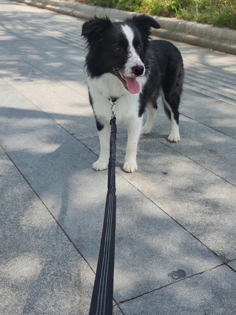 Bungee Dog Leash- 5FT Shock Absorbing & Reflective Nylon Leash| Anti-Pull Training for Small/Medium Dogs | 2cm Wide, 6 Colors (Black) Black - PawsPlanet Australia