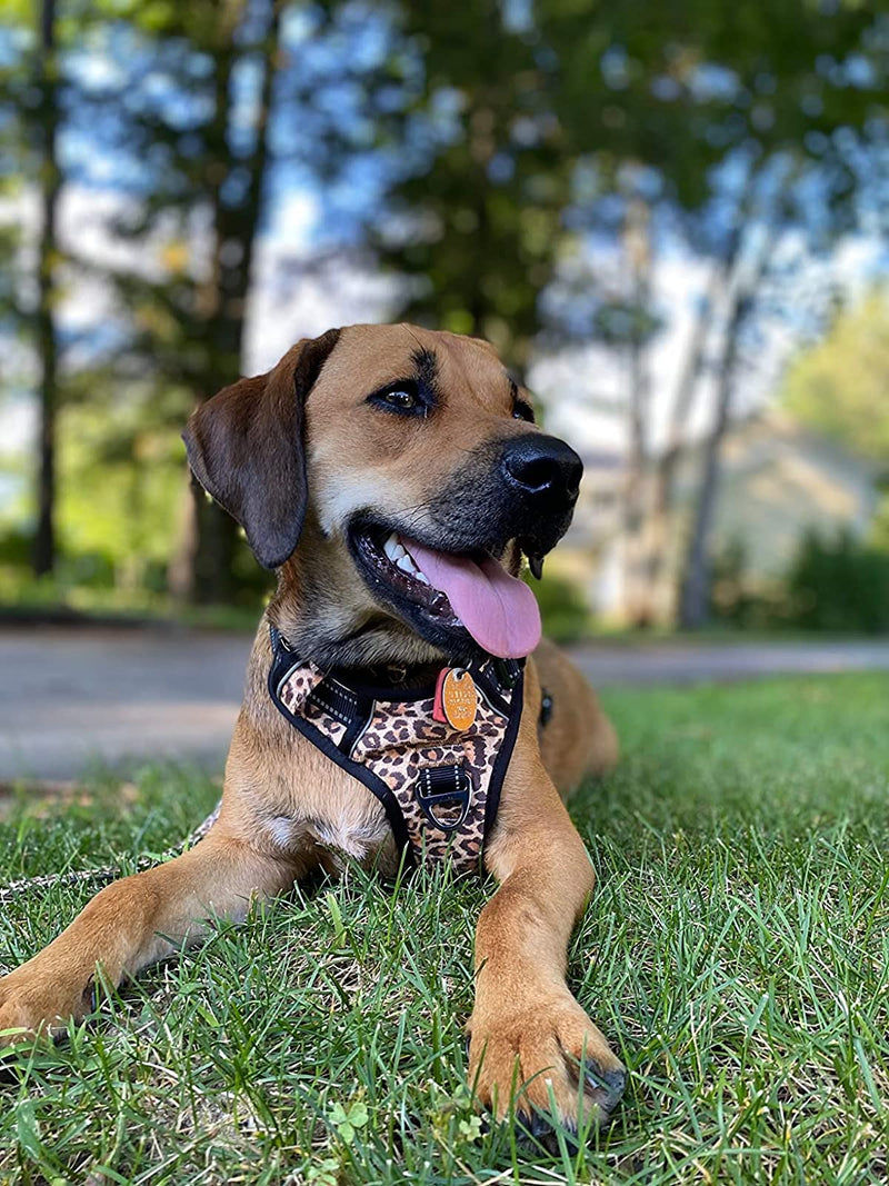Dog Harness, Fancy Leopard Pet Harness,No Pull Dog Harness, Adjustable and Durable with Soft Padded Reflective Vest Harness for Small Dogs.(Small, Leopard) - PawsPlanet Australia