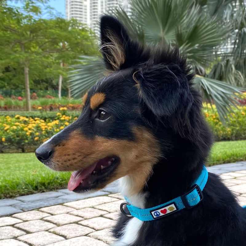 Pawtitas Recycled Dog Collar with Reflective Stitched Puppy Collar Made from Plastic Bottles Collected from Oceans Medium Red Chili Medium (Pack of 1) Recycled Red - PawsPlanet Australia