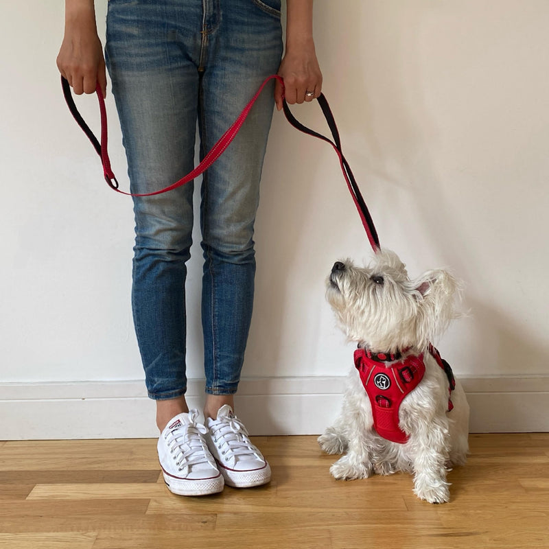 Barkridges® Premium Triple Handle Dog Lead Leash | Traffic Handle | Secured | Locking Clip | Padded Handle | Safety Reflective Strips | Comfortable for Small Medium Large Dogs (Black, 5 ft) Black - PawsPlanet Australia