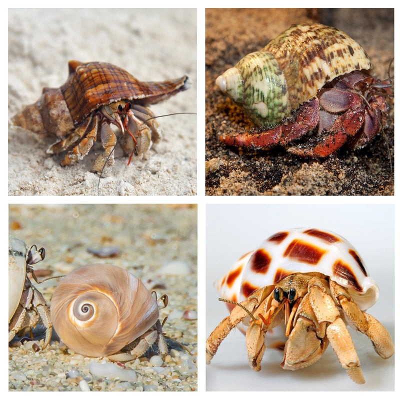 5PCS Hermit Crab Shells | Natural Sea Conch Size 2.1" - 2.8", Opening Size 0.9" - 1.5" | Medium Large Turbo Seashells for Hermit Crab Supplies and Beach Decoration Sea Shell - PawsPlanet Australia
