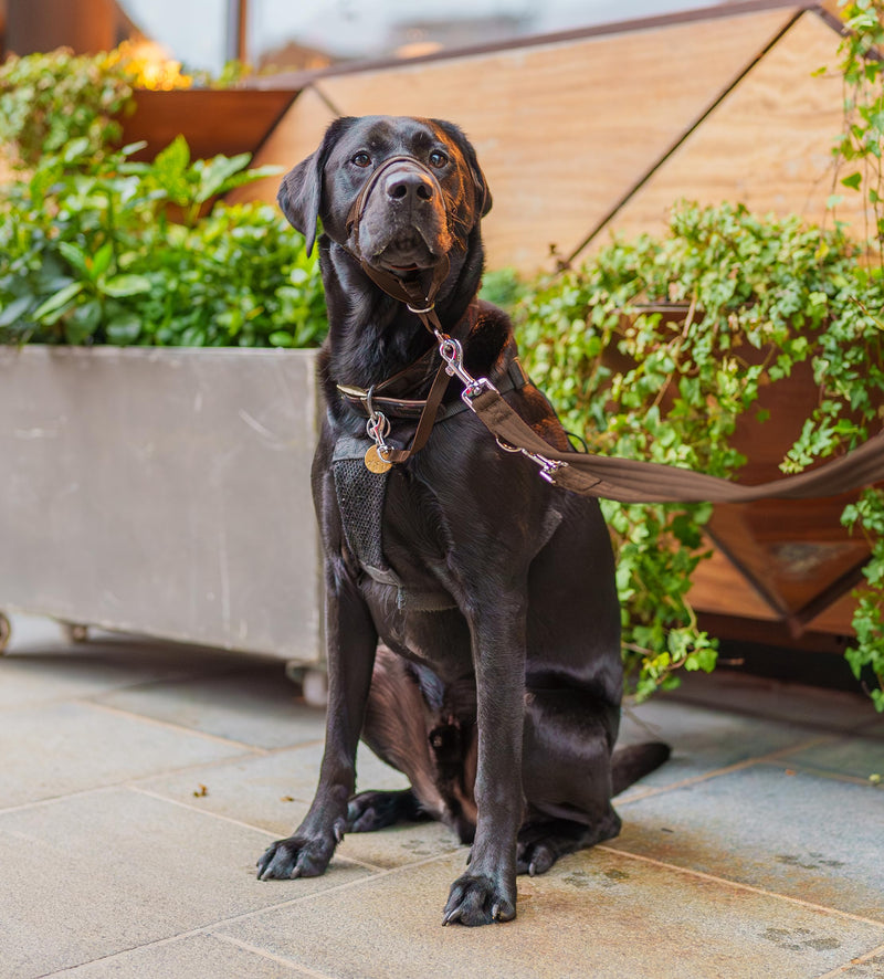 HALTI Training Leash - Multifunctional Double-Ended Dog Leash, Ideal for Anti-Pulling Dog Training. Lightweight & Durable. Suitable for Medium to Large Dogs & Puppies (Size Large, Deep Walnut, 2m) - PawsPlanet Australia