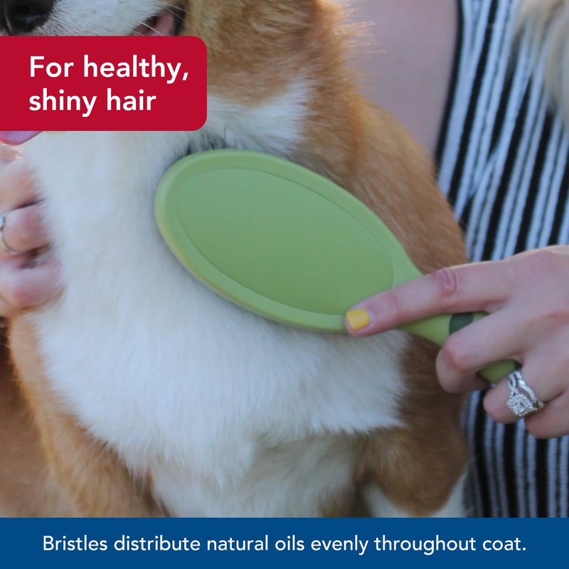 Coastal Pet - Safari - Bristle Dog Brush, Brush, Large (9" L x 2.625" W) - PawsPlanet Australia