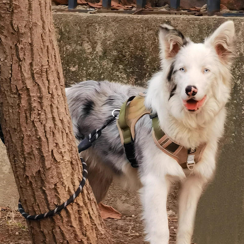Dog Harness, Pet Harness with Leash,Adjustable Soft Padded Dog Vest, Reflective No-Choke Pet Oxford Vest for Small Medium Large Dogs, Strong and Durable Pet Carrier (Khaki Color, Small) Khaki Color - PawsPlanet Australia