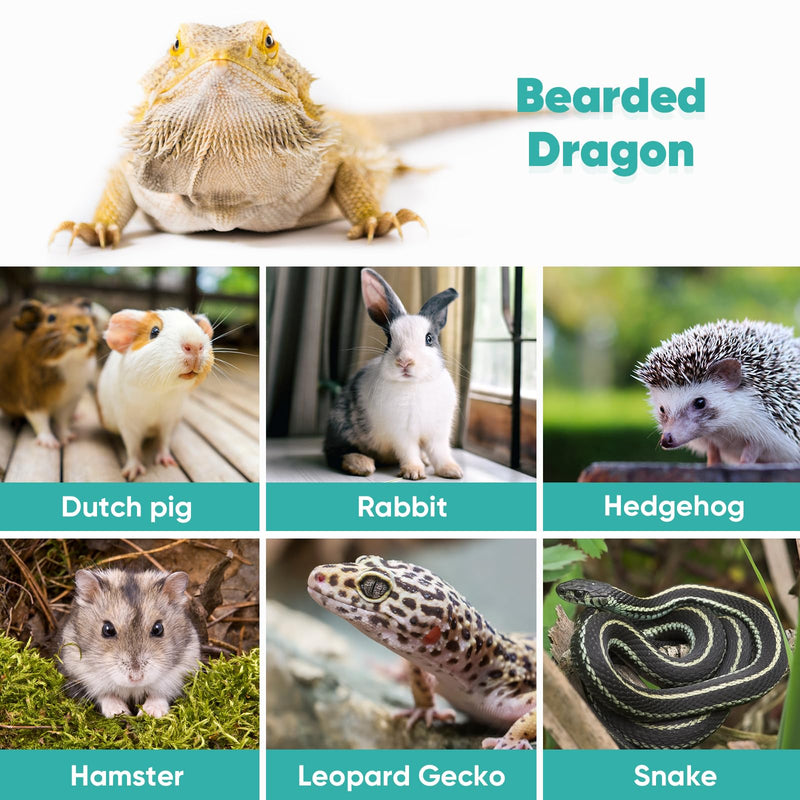 LIKZINWA Bearded Dragon Lizard Leash Harness,4 Size Pack Adjustable Small Animal Harness for Reptile and Small pet (New Dinosaur Wing) New Dinosaur Wing - PawsPlanet Australia
