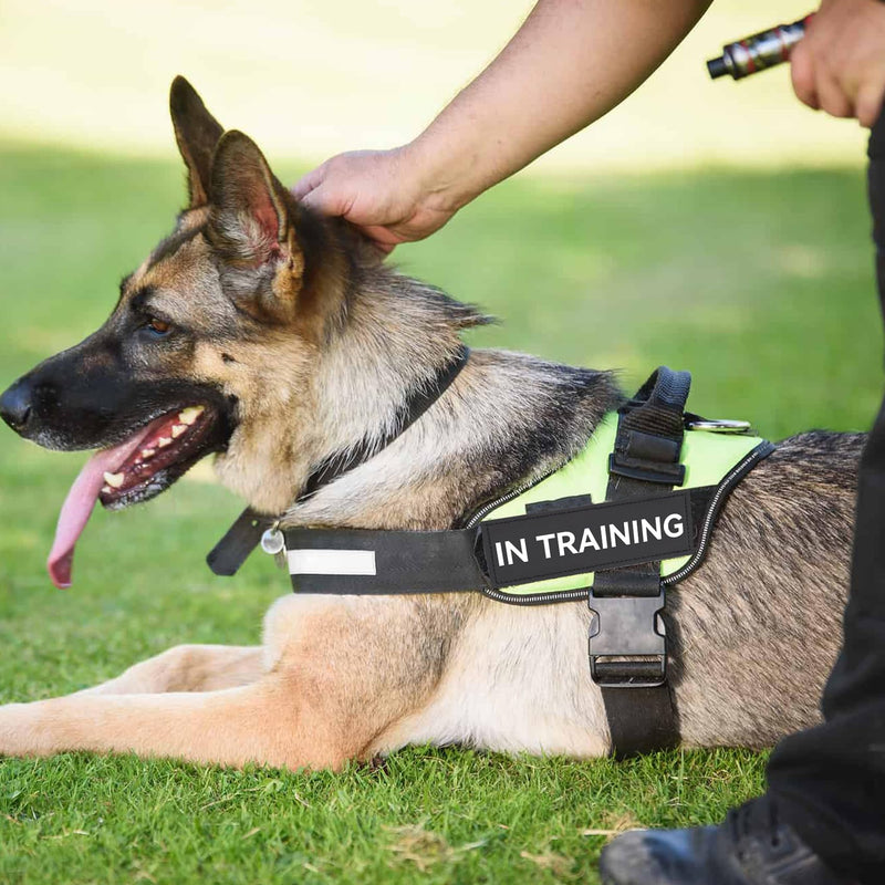 Service Dog Patches with Hook Backing, 4 Pack Removable Black Vest Patches Do Not Pet and in Training Dog Patches for Harness, 5.1 x 1.5 inch 4Pcs - PawsPlanet Australia