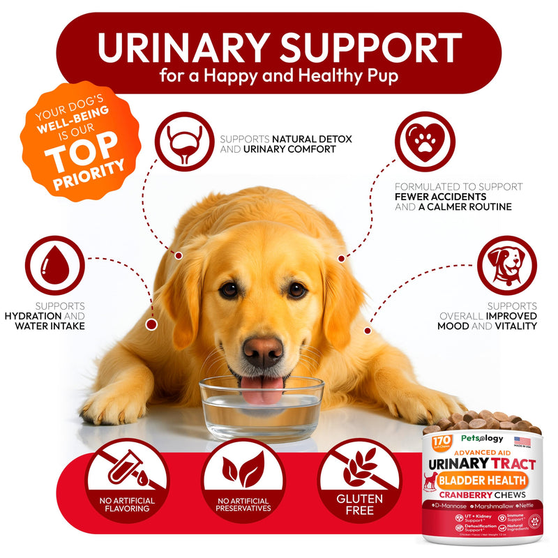 Dog UTI Treatment - 170 Cranberry Chews for Dogs - Urinary Tract Infection, Bladder & Kidney Health Multivitamin - Cranberry Supplement for Dogs with D-Mannose - Dog Vitamins and Supplements Chicken Cranberry Urinary Support - 170 Chews - PawsPlanet Australia