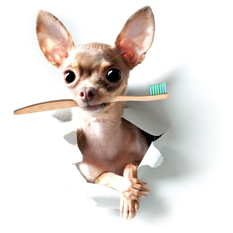Woobamboo! Eco-Friendly Small Breed Dog and Cat Bamboo Toothbrush (Pack of 2) - PawsPlanet Australia