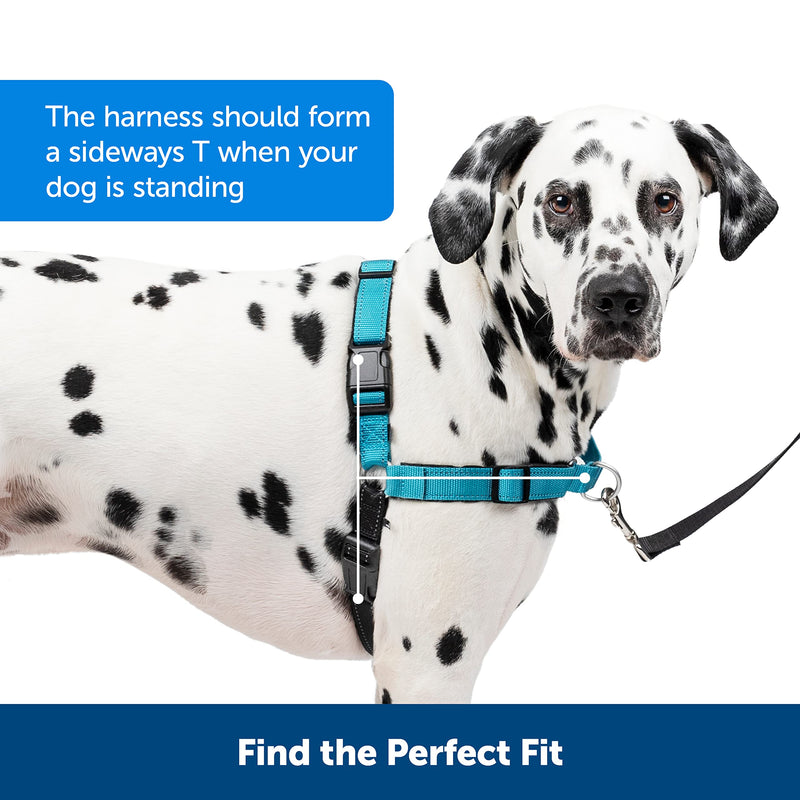 PetSafe Easy Walk Deluxe Harness, No-Pull Walking Harness for Dogs, Padded Design, Includes 1.8m Lead, Medium/Large-Ocean Blue/Black Lead - PawsPlanet Australia