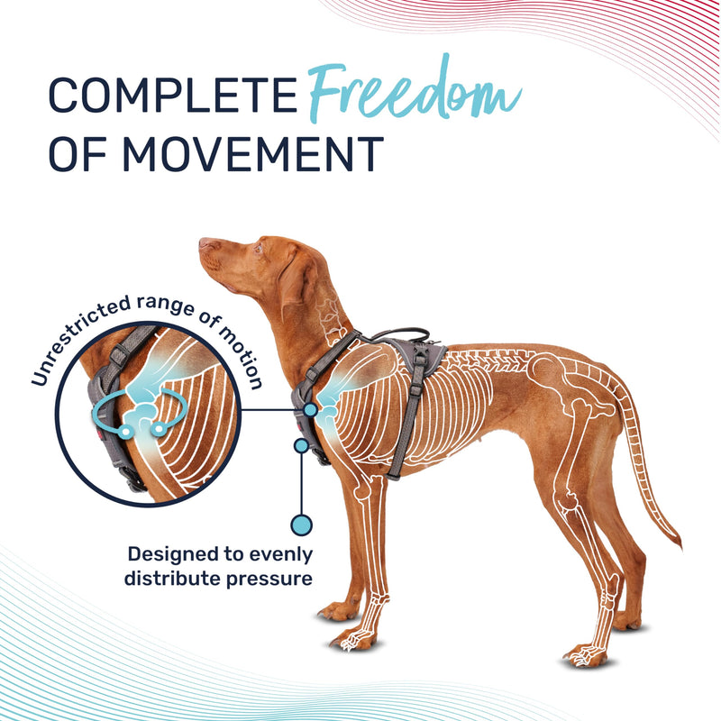 HALTI Anatomy Dog Harness with Handle - Provides Your Dog Freedom of Movement for Comfortable Walking. 3 Leash Attachment Points, Neoprene Padded, Adjustable, and Reflective (Size Medium, Magenta) M - PawsPlanet Australia