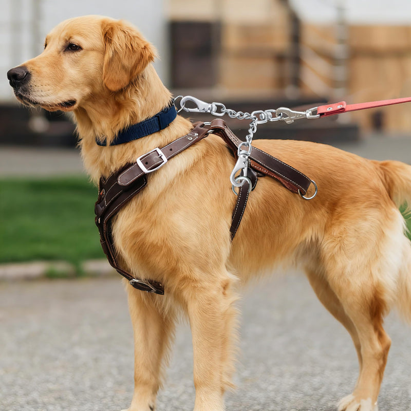 Leash Backup with Dual Clasps Prong Collar Safety Clip Stainless Steel Dog Safety Clip Collars and No Pull Harness Connectors - PawsPlanet Australia