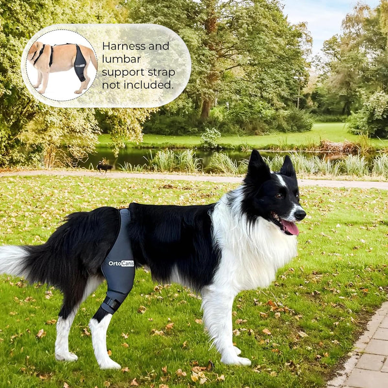Ortocanis - Dog Knee Brace - for Left Hind Leg - Made of ARD Neoprene - for ACL Tear, Ligament Injuries, Patellar Luxation or Osteoarthritis - Size Large (12,3-14,2 ") Left Leg Size Large (12,3 - 14,2 ") - PawsPlanet Australia