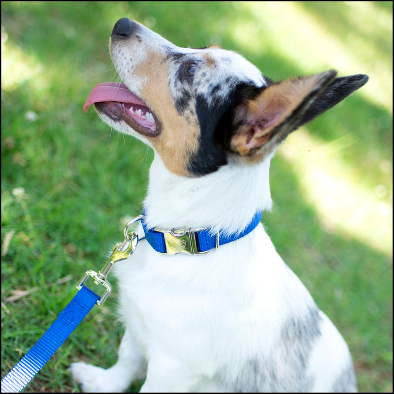 Country Brook Petz - Premium Nylon Dog Collar with Metal Buckle for Small Medium Large Breeds - 10+ Cool Colors (Small, 3/4 Inch, Bright Royal Blue) Small (Pack of 1)