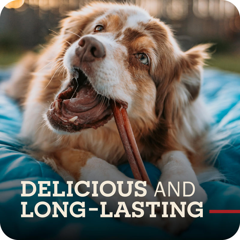 Redbarn Premium Bully Sticks for Dogs - 7 Inch, 6 Count - Long Lasting, Rawhide-Free, Slow Roasted, Low Odor & Highly Digestible, Single Ingredient Chews & All-Natural Dental Treats for Chewers 7" 6 Count (Pack of 1) - PawsPlanet Australia