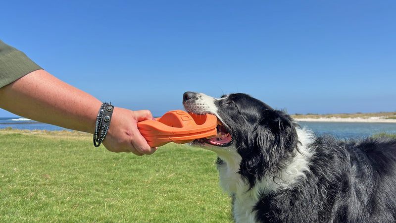 Van Ness Pets Doggi Catch and Carry Flying Disc Floating Dog Toy, Large, Orange - PawsPlanet Australia