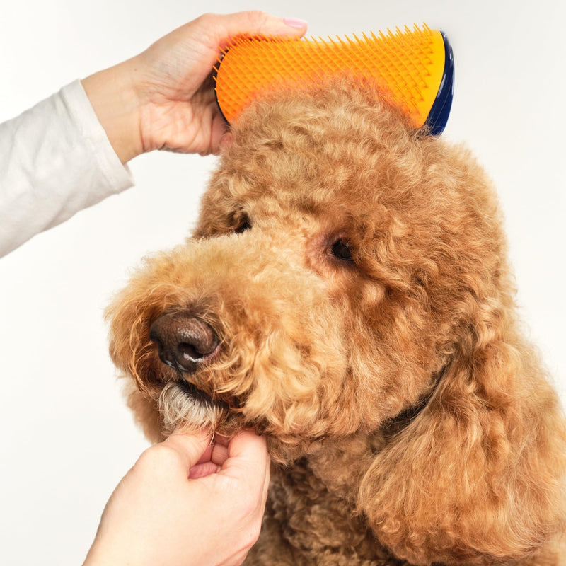 Pet Teezer Detangling Dog Grooming Brush, Dog Bath Brush for Long Haired Breeds and Wet or Dry Fur, Large, Navy & Orange Large Detangling