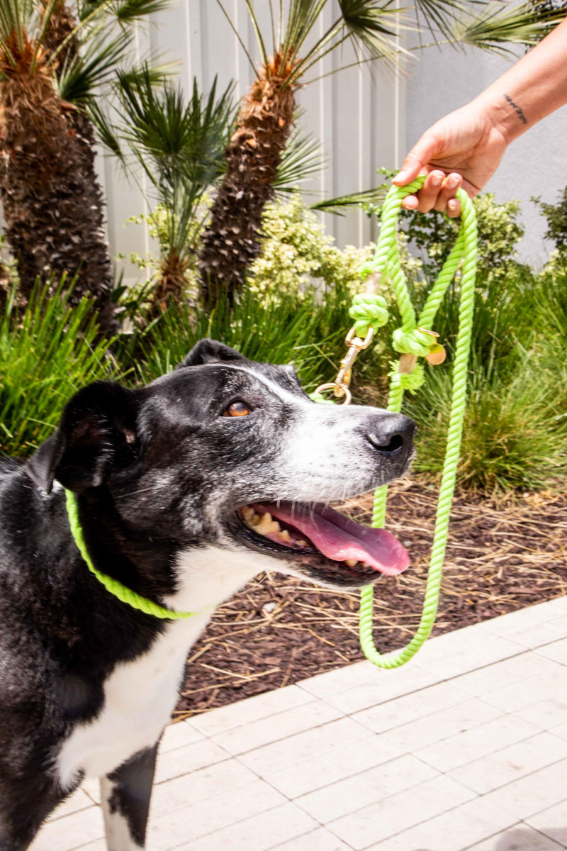 Glow Pups Slip Lead Dog Collar, Ombre Rope Training Collar with Gold-Colored Ring & Leather-Like Accents, Durable Construction, Adjustable Fit for Medium Dogs - Lime Green (Medium) - PawsPlanet Australia