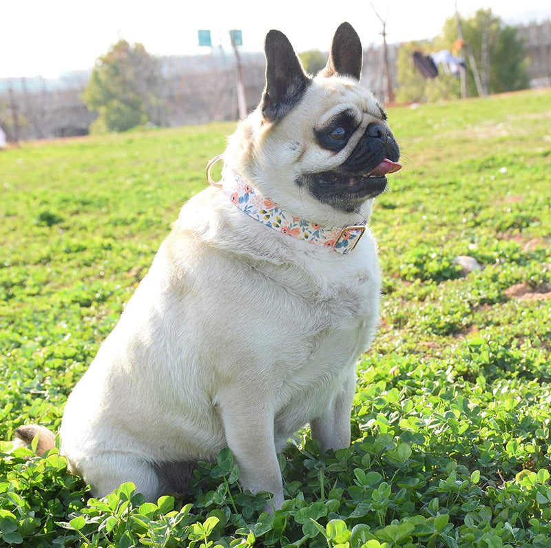 Dog Collar, Cute Flower Floral Patterns Pet Collars for Girl Female Boy Small Medium Large Dogs, Strong Rose Gold Metal Buckle, Soft Cotton Adjustable Puppy Dog Collar Green M(3/4"x 12.2-19.6") - PawsPlanet Australia
