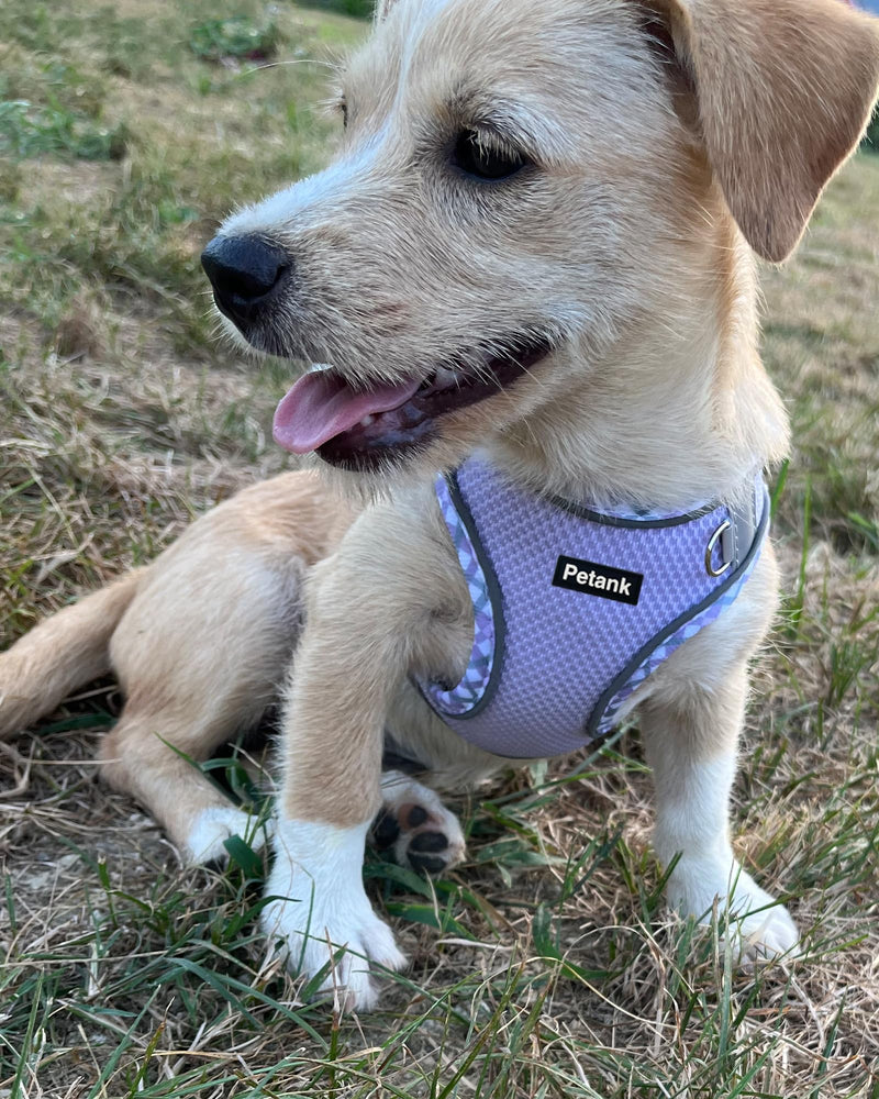 Petank Dog Harness for Small Medium Dogs No Pull, Puppy Harness and Leash Set, Easy Walk Dog Harness for Walking, Running, Training, Small Dog Harness, Medium Dog Harness (Purple, S) Purple - PawsPlanet Australia