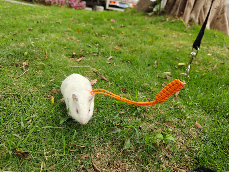 Handmade Figure 8 Harness and Leash for Rabbits/Bunnies/Ferrets/Bearded Dragons/Guinea Pigs/Rats/Chinchillas/Birds/Squirrels/Small Animals.Pack of 2 - PawsPlanet Australia
