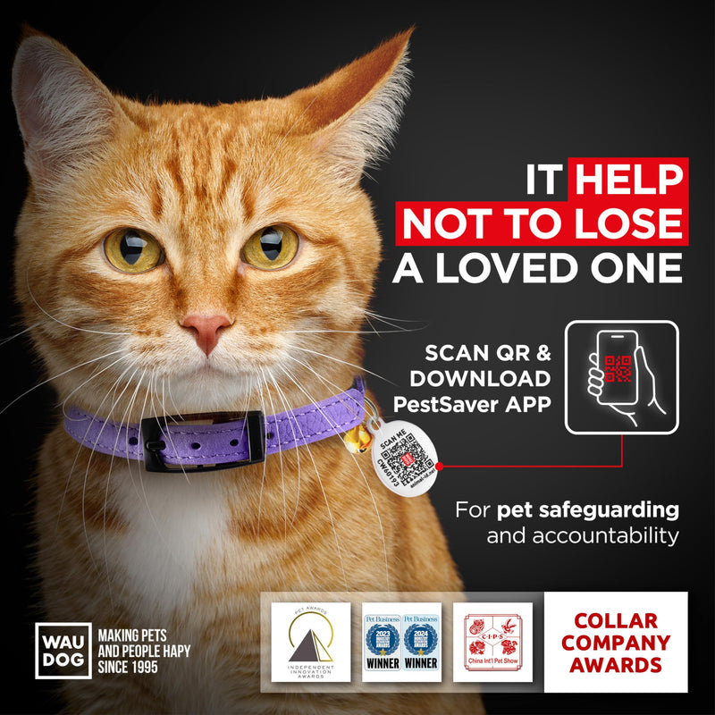 Leather Cat Collar with Bell and Safety Elastic Strap Breakaway Alternative for Small & Large Kittens, Stylish Pet Leather Collar for Boy, Girl Cats with Metal Buckle & QR ID Tag (Purple) 6" - 8" Purple - PawsPlanet Australia