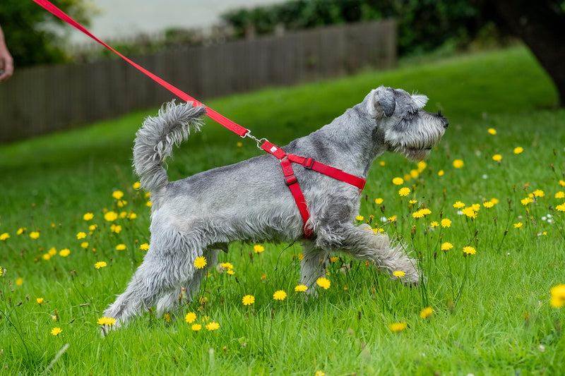 Walk-Through S/M Dog Harness - Soft, Gentle & Secure - Adjustable Fit, Single Lead Attachment Practical Dog Training & Behaviour Aid - Made in Britain - Purple - PawsPlanet Australia