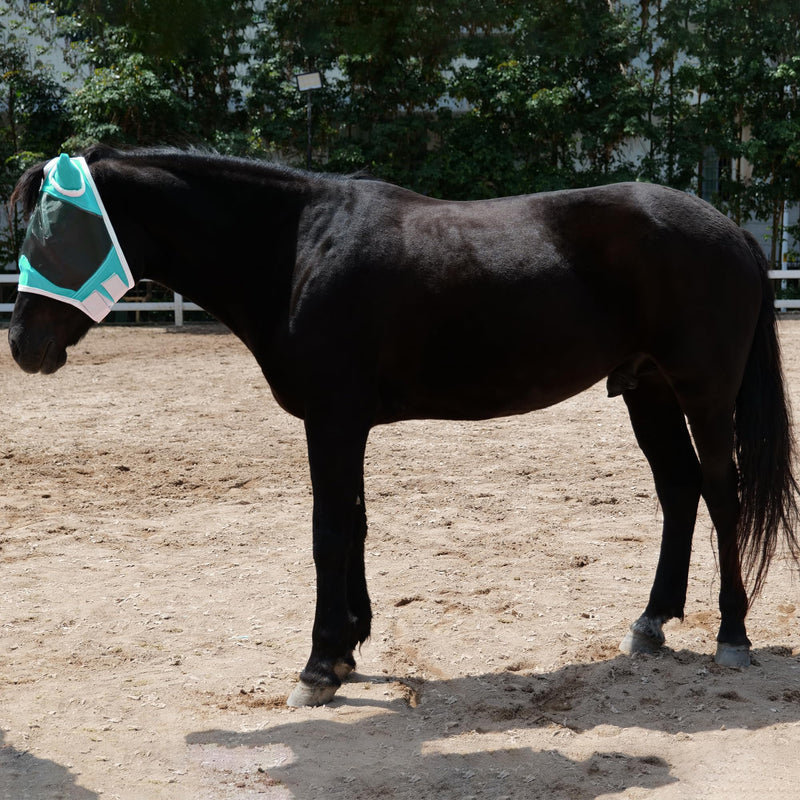 Horse Fly Mask with Ears, Equine Mesh Mask with UV Protection Face Cover, Turquoise, Full Full (Large)