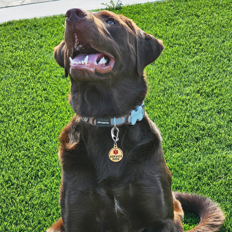 Service Dog Tag/ESA Animal Tag - Double Sided with Federal Protection & Red Medical Alert Symbol| Easily Attach to Collar, Harness, Vest | Service Dog Identification Tag Polished Stainless Steel Service Dog 1' - PawsPlanet Australia